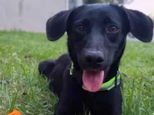 Cachorro raça SRD-ViraLata idade 1 ano nome Pretinha