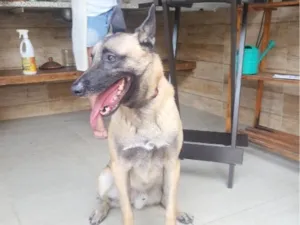 Cachorro raça Pastor Alemão idade 3 anos nome Dudu