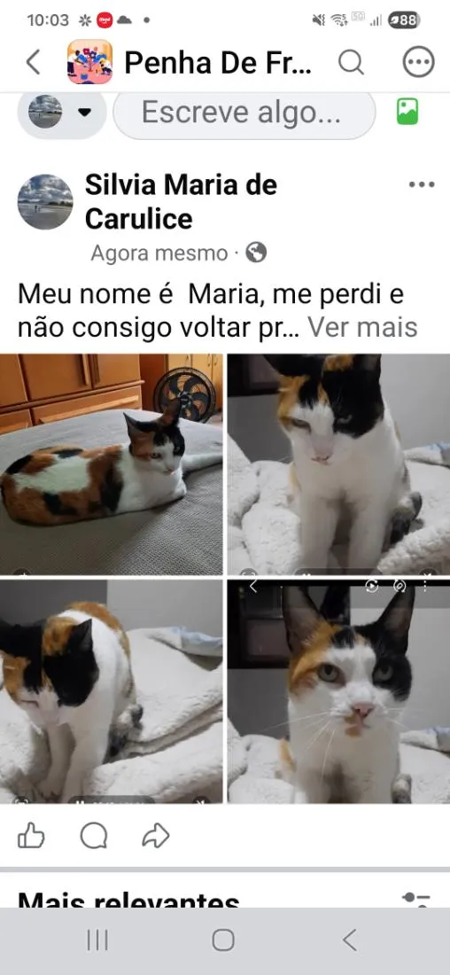 Gato raça SRD-ViraLata idade 2 anos nome Maria