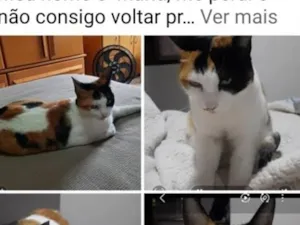 Gato raça SRD-ViraLata idade 2 anos nome Maria