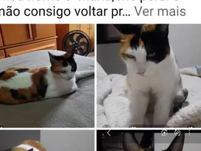Gato raça SRD-ViraLata idade 2 anos nome Maria