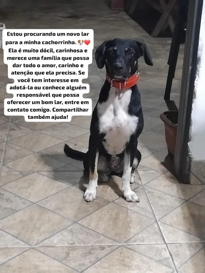 Cachorro raça SRD-ViraLata idade 1 ano nome Mel