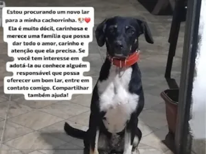 Cachorro raça SRD-ViraLata idade 1 ano nome Mel