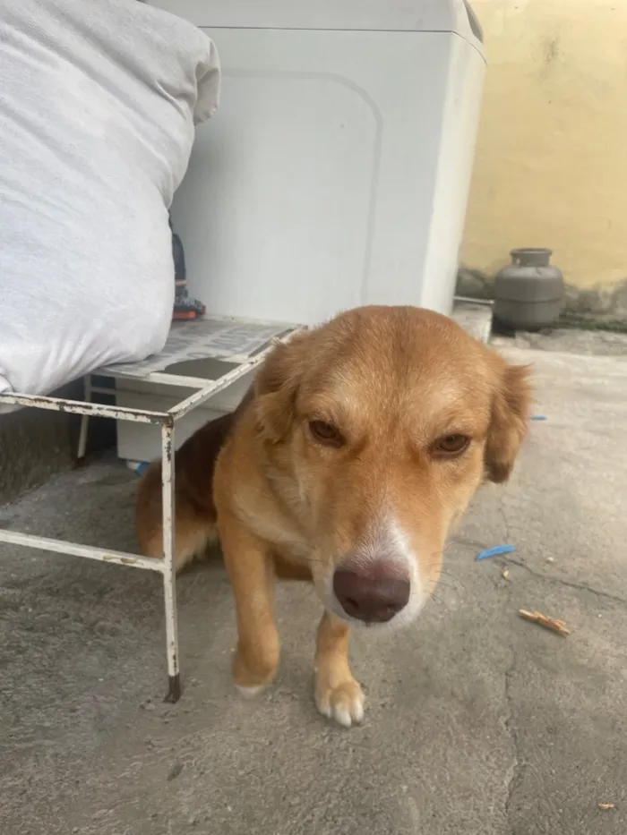 Cachorro raça SRD-ViraLata idade 7 a 11 meses nome Nala