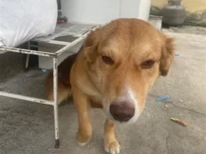 Cachorro raça SRD-ViraLata idade 7 a 11 meses nome Nala