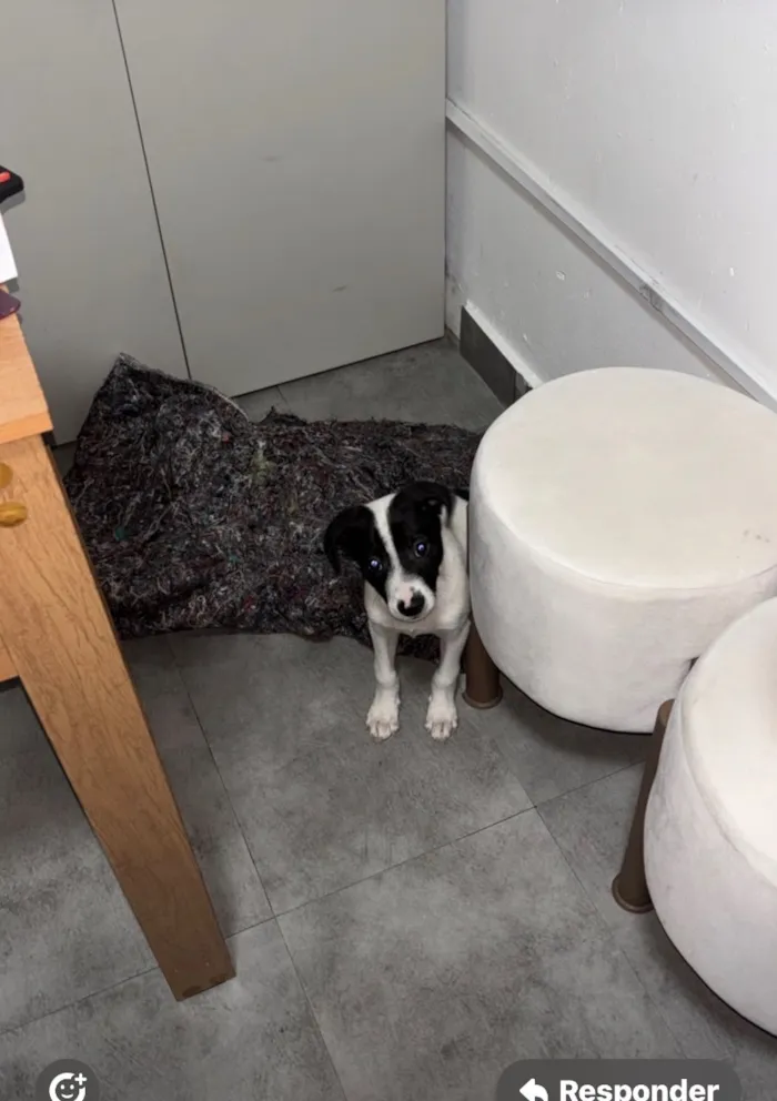 Cachorro raça SRD-ViraLata idade 2 a 6 meses nome Filhote 2 meses 