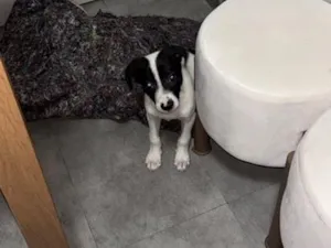 Cachorro raça SRD-ViraLata idade 2 a 6 meses nome Filhote 2 meses 