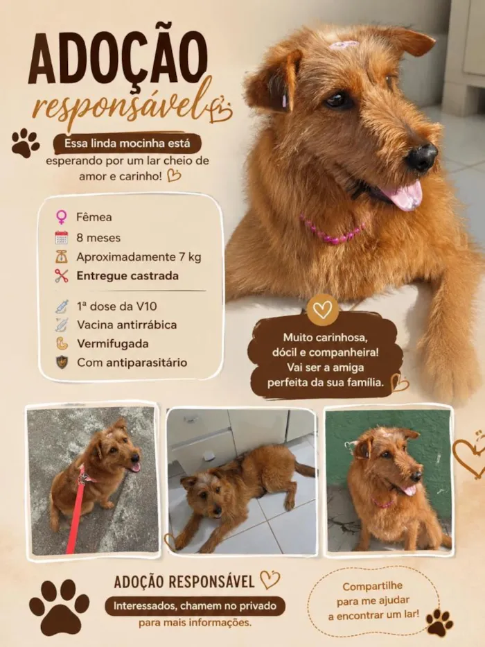 Cachorro raça SRD-ViraLata idade 7 a 11 meses nome Catarina