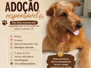 Cachorro raça SRD-ViraLata idade 7 a 11 meses nome Catarina