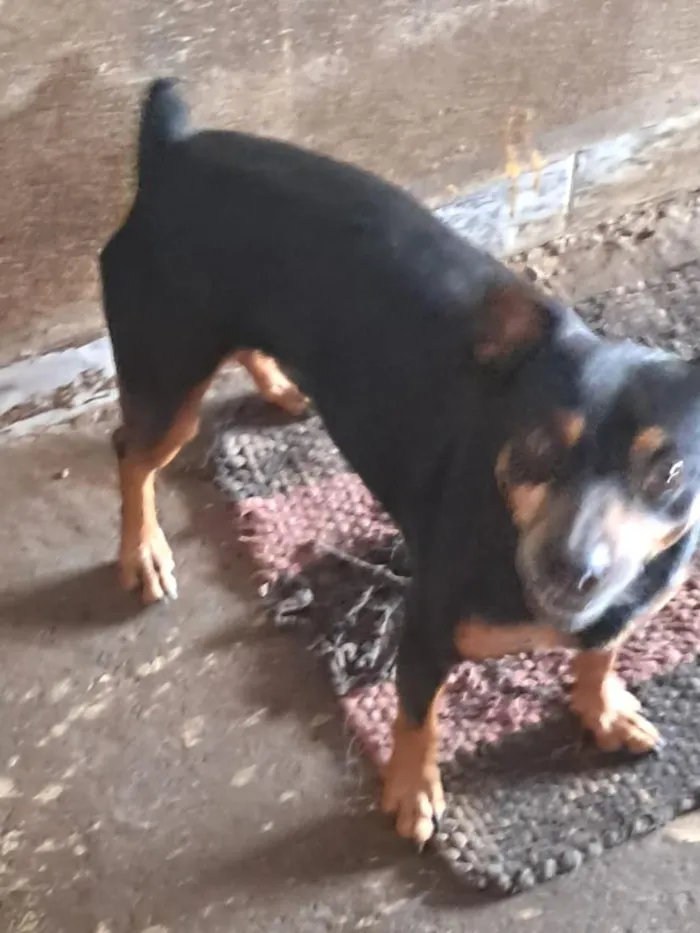 Cachorro raça SRD-ViraLata idade 3 anos nome Sansão