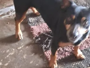 Cachorro raça SRD-ViraLata idade 3 anos nome Sansão
