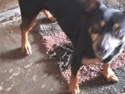 Cachorro raça SRD-ViraLata idade 3 anos nome Sansão
