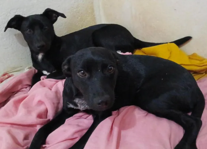 Cachorro raça SRD-ViraLata idade 2 a 6 meses nome você pode dar um nome!