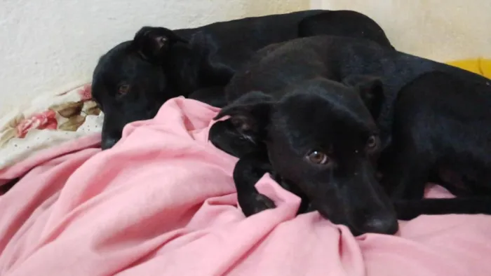 Cachorro raça SRD-ViraLata idade 2 a 6 meses nome você pode dar um nome!