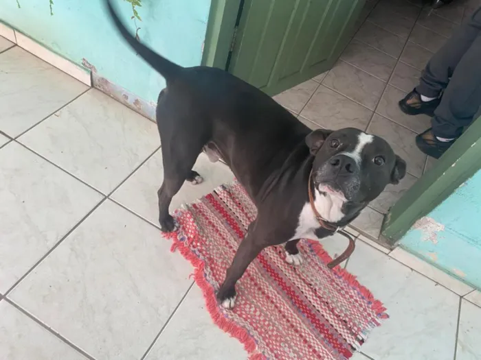 Cachorro raça SRD-ViraLata idade 3 anos nome Peto
