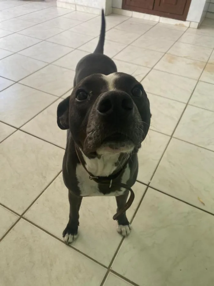 Cachorro raça SRD-ViraLata idade 3 anos nome Peto