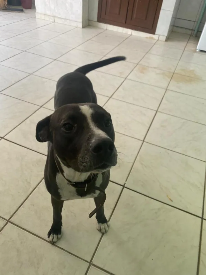 Cachorro raça SRD-ViraLata idade 3 anos nome Peto