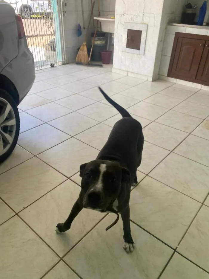 Cachorro raça SRD-ViraLata idade 3 anos nome Peto