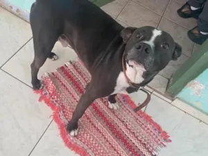 Cachorro raça SRD-ViraLata idade 3 anos nome Peto
