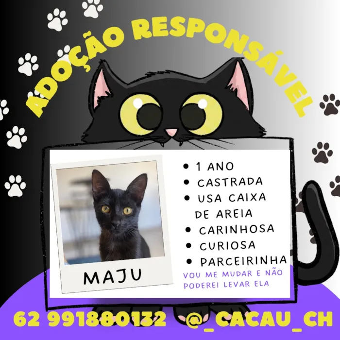 Gato raça SRD-ViraLata idade 1 ano nome Maju