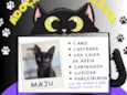Maju