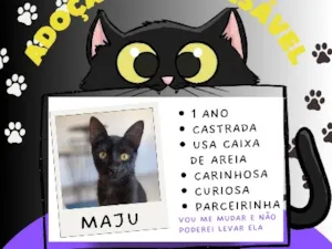 Gato raça SRD-ViraLata idade 1 ano nome Maju