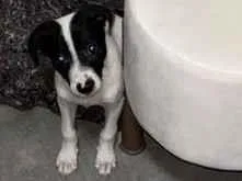 Cachorro raça SRD-ViraLata idade 2 a 6 meses nome Filhote 2 meses 