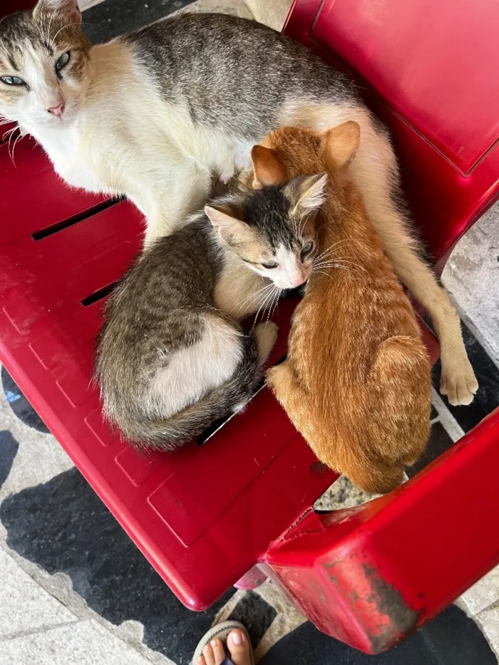Gato raça SRD-ViraLata idade 7 a 11 meses nome laranjinha 