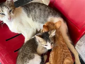 Gato raça SRD-ViraLata idade 7 a 11 meses nome laranjinha 