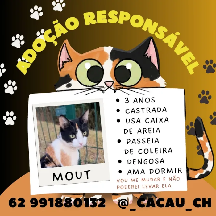Gato raça SRD-ViraLata idade 3 anos nome Mout