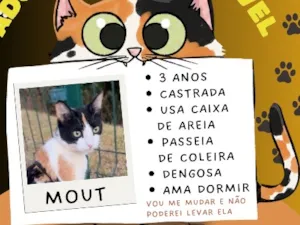 Gato raça SRD-ViraLata idade 3 anos nome Mout