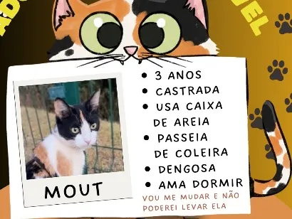 Gato raça SRD-ViraLata idade 3 anos nome Mout
