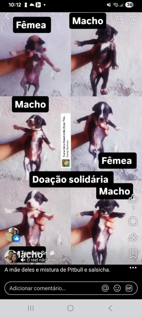 Cachorro raça SRD-ViraLata idade 2 a 6 meses nome sem nome