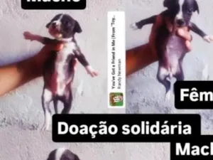 Cachorro raça SRD-ViraLata idade 2 a 6 meses nome sem nome