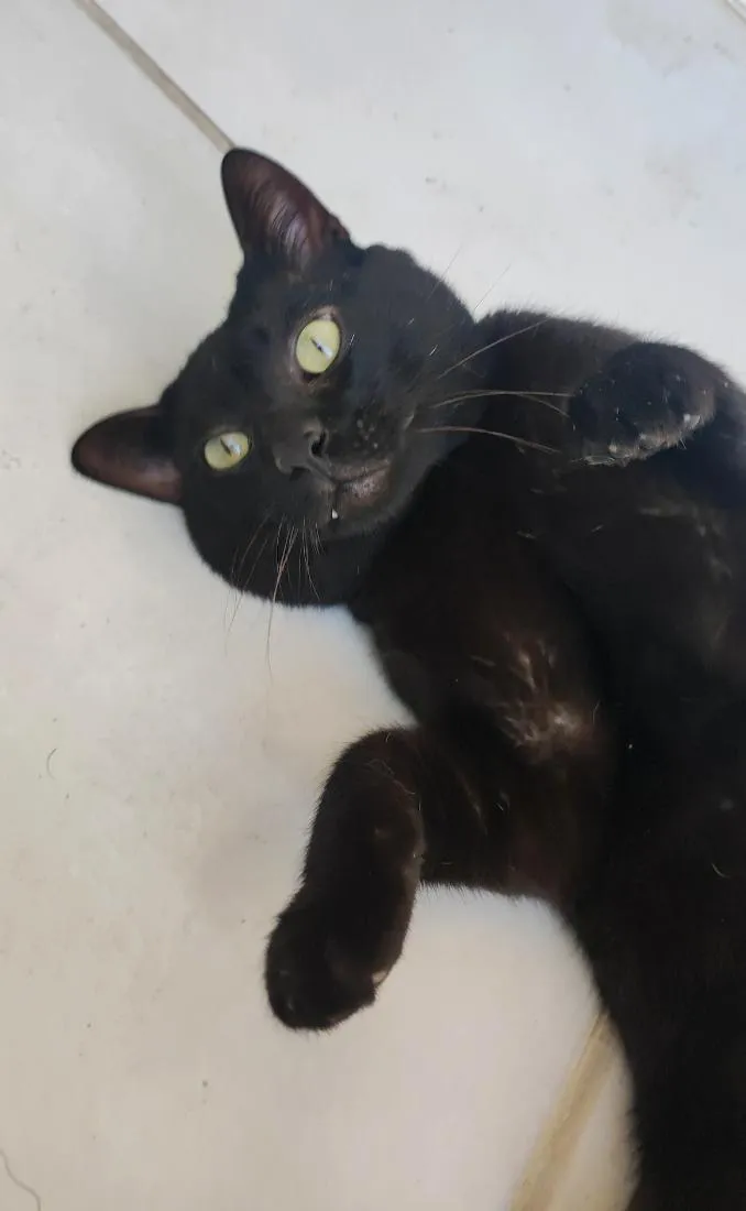 Gato raça SRD-ViraLata idade 3 anos nome Théo 