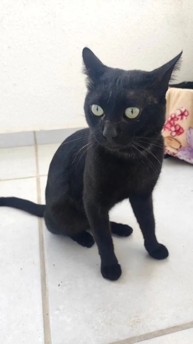 Gato raça SRD-ViraLata idade 3 anos nome Théo 