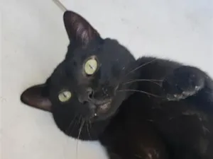 Gato raça SRD-ViraLata idade 3 anos nome Théo 