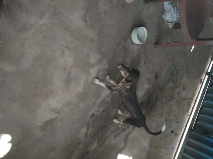 Cachorro raça SRD-ViraLata idade 2 anos nome boneca, bolota, bolinha, princesa, nina, bela