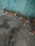 boneca, bolota, bolinha, princesa, nina, bela
