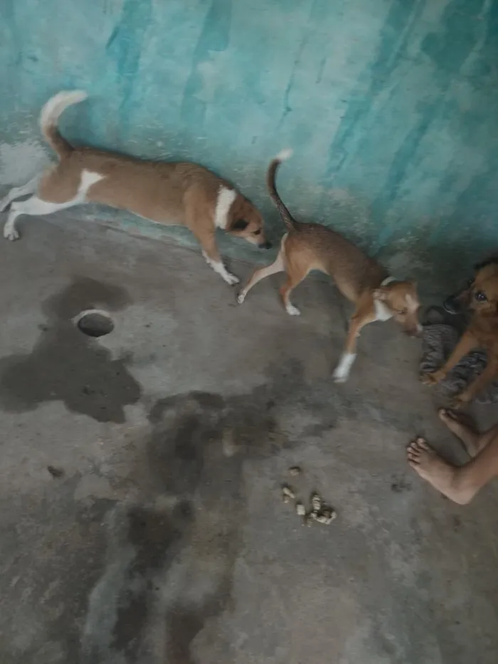 Cachorro raça SRD-ViraLata idade 2 anos nome boneca, bolota, bolinha, princesa, nina, bela