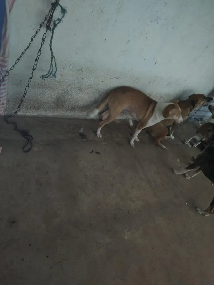 Cachorro raça SRD-ViraLata idade 2 anos nome boneca, bolota, bolinha, princesa, nina, bela