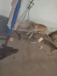 boneca, bolota, bolinha, princesa, nina, bela