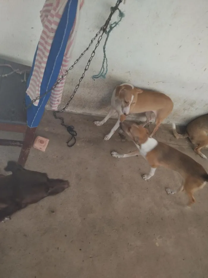 Cachorro raça SRD-ViraLata idade 2 anos nome boneca, bolota, bolinha, princesa, nina, bela