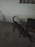 boneca, bolota, bolinha, princesa, nina, bela