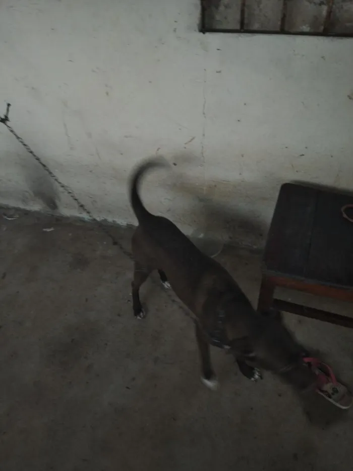 Cachorro raça SRD-ViraLata idade 2 anos nome boneca, bolota, bolinha, princesa, nina, bela