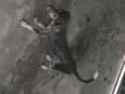 boneca, bolota, bolinha, princesa, nina, bela
