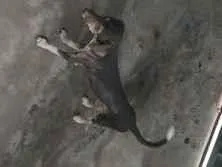 Cachorro raça SRD-ViraLata idade 2 anos nome boneca, bolota, bolinha, princesa, nina, bela