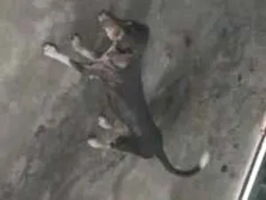 Cachorro raça SRD-ViraLata idade 2 anos nome boneca, bolota, bolinha, princesa, nina, bela