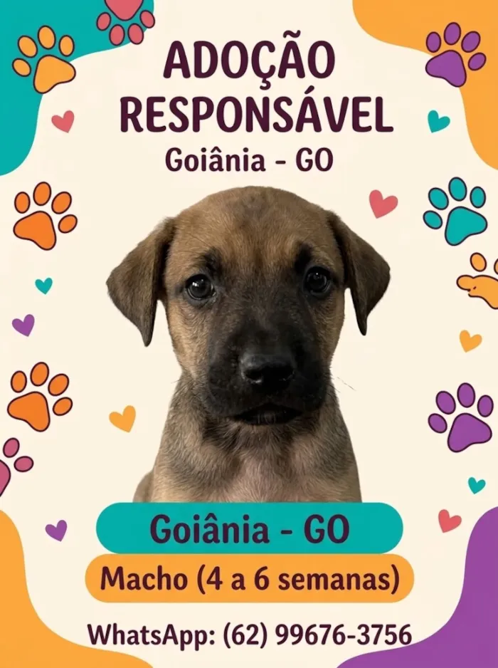 Cachorro raça SRD-ViraLata idade Abaixo de 2 meses nome Sem nome