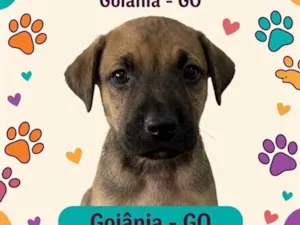 Cachorro raça SRD-ViraLata idade Abaixo de 2 meses nome Sem nome